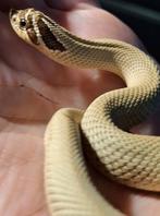 Mooie Hognose Superconda 100% Het Toxic, Dieren en Toebehoren, Reptielen en Amfibieën, Slang, Tam, 0 tot 2 jaar