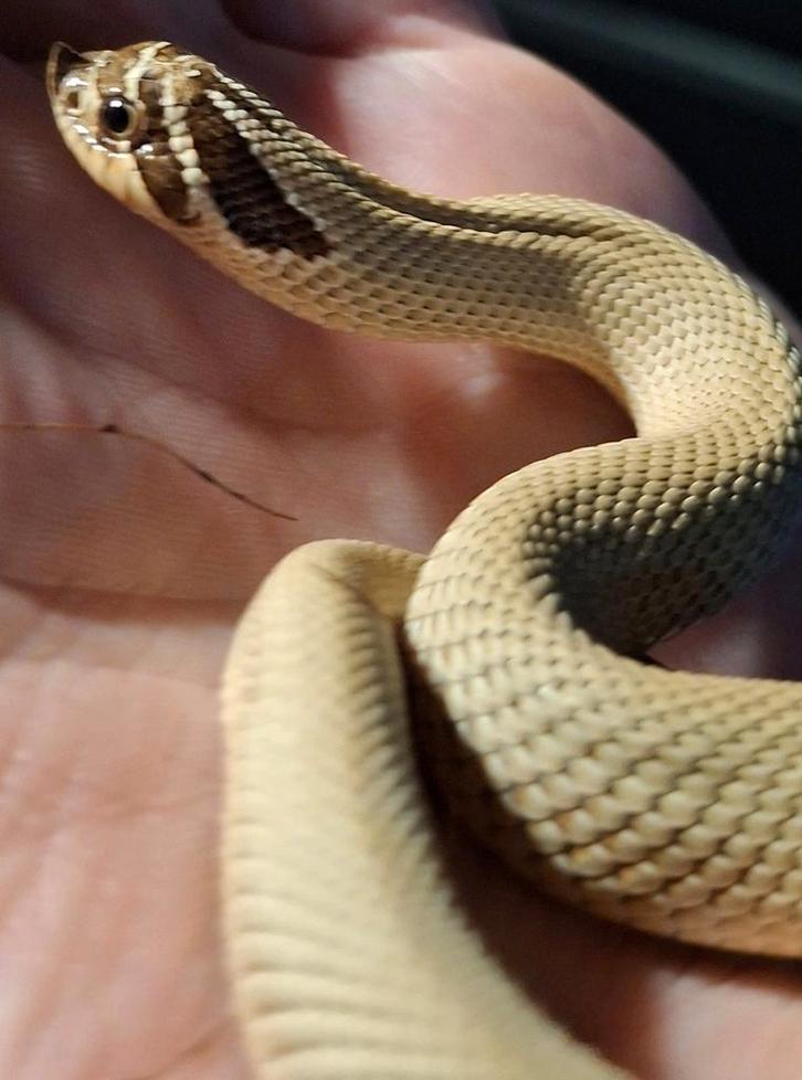 Mooie Hognose Superconda 100% Het Toxic