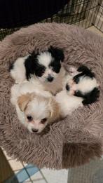 Lieve Boomer pups (shih tzu /maltezer), Dieren en Toebehoren, Overige rassen, 8 tot 15 weken, Meerdere, Meerdere dieren