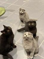 4 kittens 13weken britse korthaar / scottish fold, Dieren en Toebehoren, Meerdere dieren