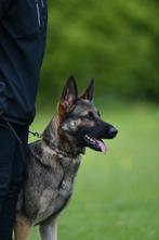 Duitse herder pups, Dieren en Toebehoren, Reu, 8 tot 15 weken, CDV (hondenziekte), Meerdere