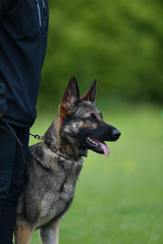 Duitse herder pup, Dieren en Toebehoren, Honden | Herdershonden en Veedrijvers, Reu, Herder, Fokker | Hobbymatig, Meerdere, Nederland