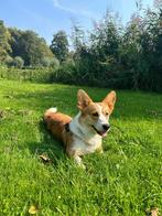 Aan geboden Dek reu corgi cardigan zeer goed karakter !, Dieren en Toebehoren, Reu, CDV (hondenziekte), 1 tot 2 jaar, Eén hond