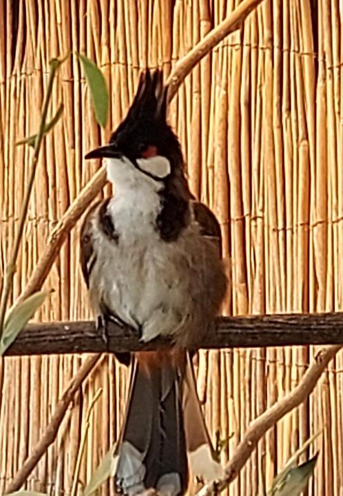 Roodoorbuulbuul koppel onverwant, correct geringd, Dieren en Toebehoren, Vogels | Overige Vogels, Wildzangvogel, Meerdere dieren