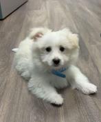 Lieve kleine maltezer, Maltezer, Reu, 8 tot 15 weken, Eén hond