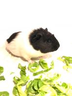 Cavia beren gratis, Dieren en Toebehoren, Knaagdieren, Cavia, Augustus, Mannelijk, Tam
