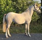 Gezocht ponys, Dieren en Toebehoren, Paarden en Pony's | Verzorgingsproducten, Ophalen of Verzenden