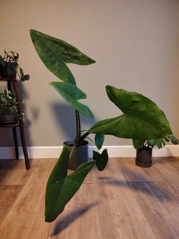 Alocasia Zebrina - Aangetast door Trips beschikbaar voor biedingen