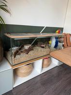 Hamster terrarium en hamsterscape spullen, Dieren en Toebehoren, Knaagdieren en Konijnen | Hokken en Kooien, 110 cm of meer, Zo goed als nieuw