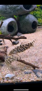 Aquarium vissen (5 botia’s en 3 maanvissen), Dieren en Toebehoren, Vis
