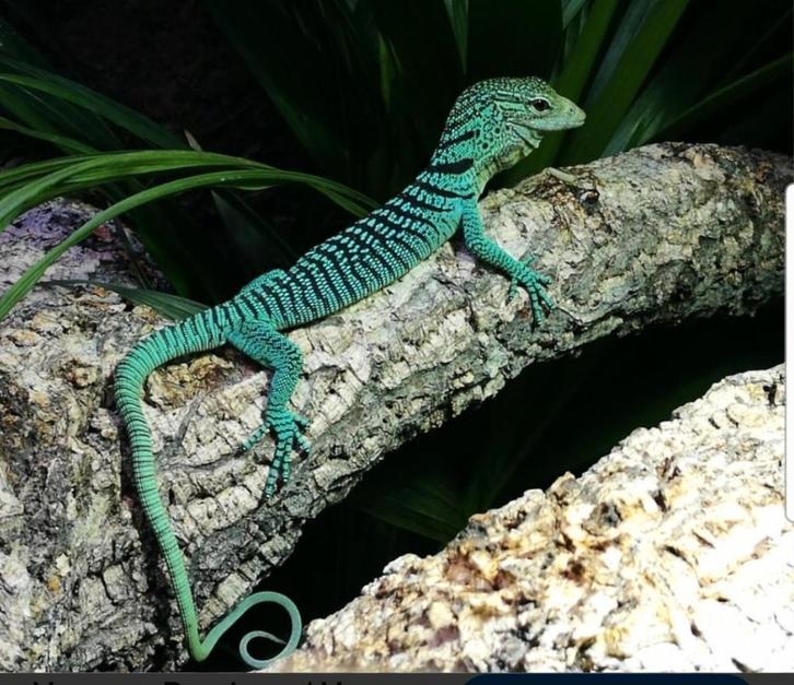 0.0.2 varanus prasinus merauke 2025