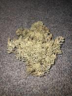 Aqua ornamenten, Dieren en Toebehoren, Vissen | Aquaria en Toebehoren, Ophalen of Verzenden, Zo goed als nieuw, Sierelement