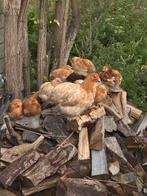 Jonge kriel chochin kipen, Dieren en Toebehoren, Pluimvee, Meerdere dieren, Kip