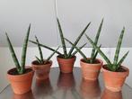 Sansevieria Skyline, Ophalen, Overige soorten, Minder dan 100 cm