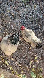 Hanen, Dieren en Toebehoren, Mannelijk, Kip