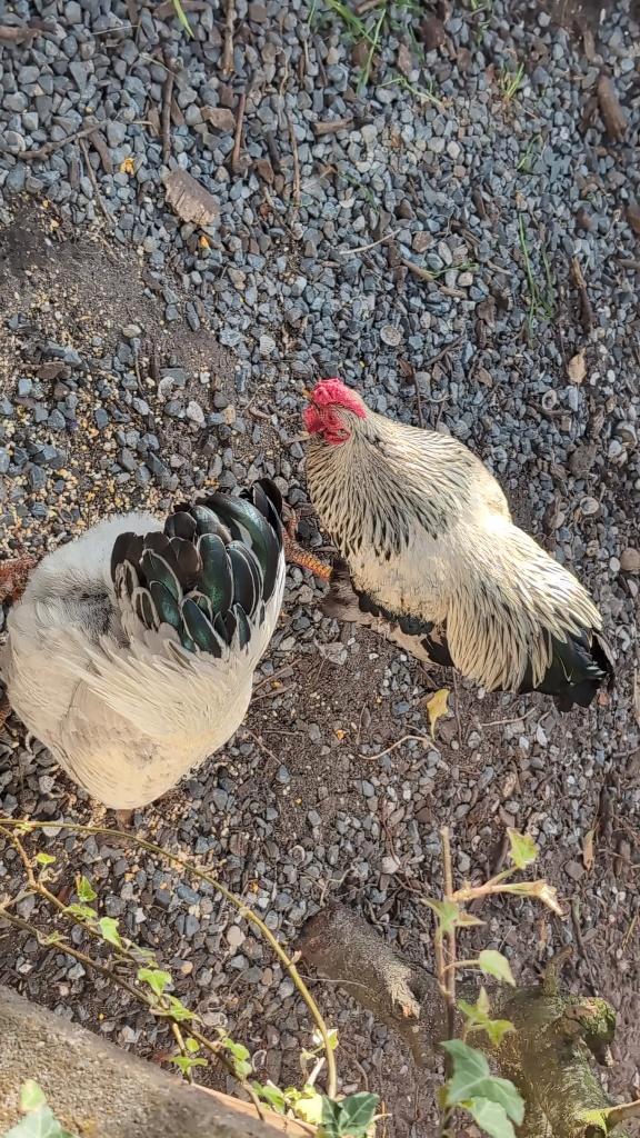 Hanen, Dieren en Toebehoren, Pluimvee, Kip, Mannelijk