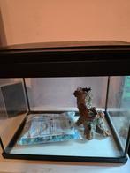 Ik verkoop me kleine aquarium superfish, Dieren en Toebehoren, Vissen | Aquaria en Toebehoren, Ophalen