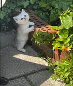 Britse korthaar kittens, Dieren en Toebehoren, Katten en Kittens | Overige Katten, Geslacht onbekend, Kortharig