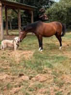 Weidemaatje/coachings pony aangeboden, Dieren en Toebehoren, Stalling en Weidegang