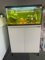 Aquarium met vissen, Dieren en Toebehoren, Ophalen of Verzenden, Zo goed als nieuw, Gevuld zoetwateraquarium
