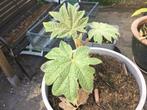 Tetrapanax Rijstpapierplant, Tuin en Terras, Planten | Tuinplanten, Ophalen of Verzenden, Zomer, Overige soorten, Volle zon