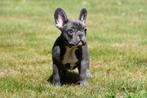 Franse Bulldog pups te koop, Dieren en Toebehoren, Honden | Bulldogs, Pinschers en Molossers, Rabiës (hondsdolheid), 15 weken tot 1 jaar