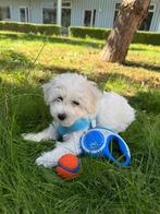 Curli tuigje 3XS met bijpassende lijn, Dieren en Toebehoren, Ophalen of Verzenden, Zo goed als nieuw