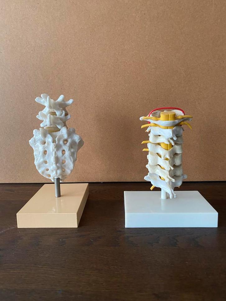 Anatomie Modellen - Voltaren Geigy, Antiek en Kunst, Curiosa en Brocante, Ophalen of Verzenden