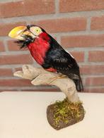 Zeldzame opgezette zwartband baardvogel, Ophalen of Verzenden, Nieuw, Vogel, Opgezet dier
