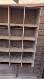 Jonge duiven bak, Dieren en Toebehoren, Vogels | Duiven, Meerdere dieren, Postduif