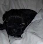 Lieve boomer pups aangeboden  nog 1 beschikbaar, Dieren en Toebehoren, Honden | Chihuahua's en Gezelschapshonden, Maltezer, CDV (hondenziekte)