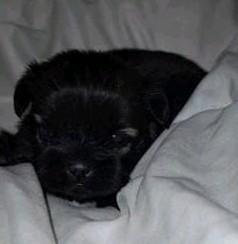 Lieve boomer pups aangeboden  nog 1 beschikbaar, Dieren en Toebehoren, Honden | Chihuahua's en Gezelschapshonden, Meerdere dieren