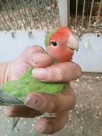 Prachtige jonge agapornis roseicollie lang bevedering man, Dieren en Toebehoren, Vogels | Parkieten en Papegaaien, Mannelijk, Dwergpapegaai of Agapornis
