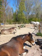 Stalgenoot gezocht op onze paddock paradise, Dieren en Toebehoren