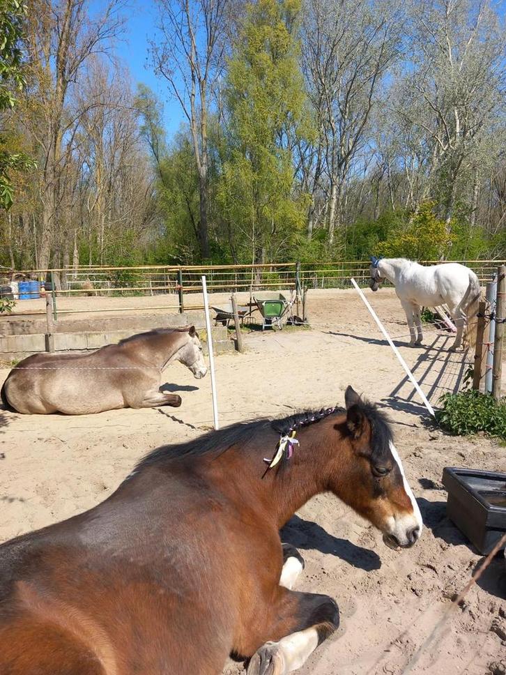 Stalgenoot gezocht op onze paddock paradise, Dieren en Toebehoren, Stalling en Weidegang