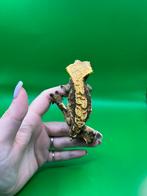 Wimpergekko proven extreme harlequin vrouw, Hagedis, Tam, 3 tot 6 jaar