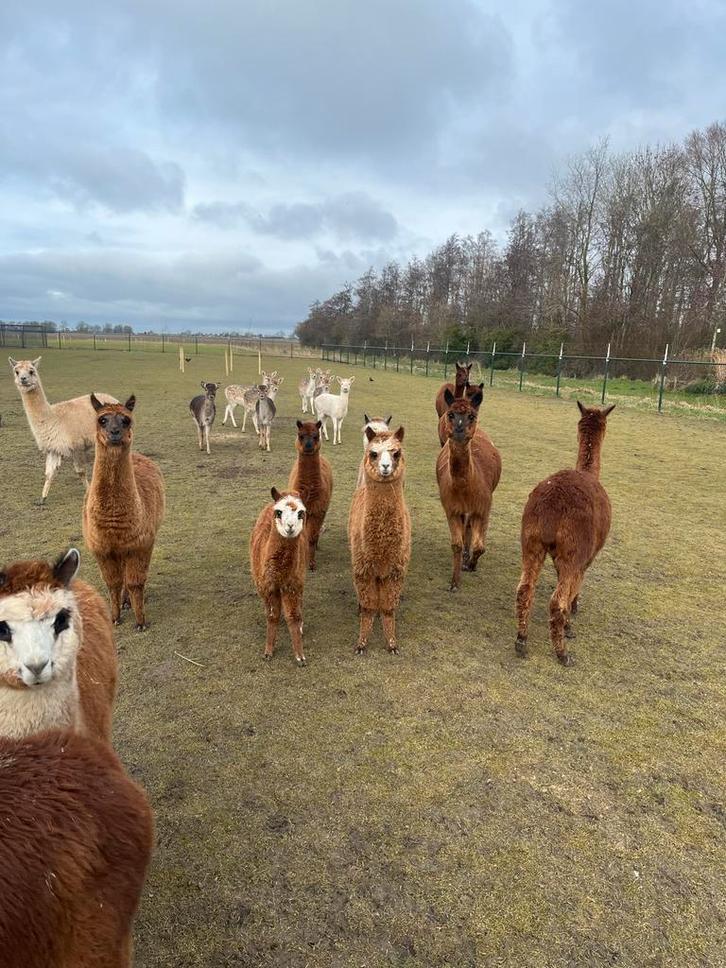 15 alpacas - merries en hengsten, Dieren en Toebehoren, Overige Dieren, Meerdere dieren, Januari