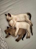 siamees kittens, Meerdere dieren, Kortharig, 0 tot 2 jaar