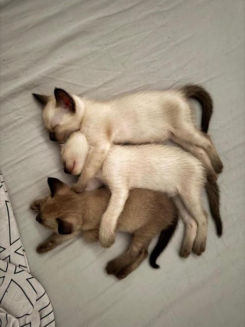 siamees kittens, Dieren en Toebehoren, Katten en Kittens | Overige Katten, Kortharig, Meerdere dieren, 0 tot 2 jaar