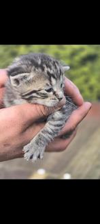 Kittens te koop Donker grijs licht grijs zwart en gemengd, Meerdere dieren, 0 tot 2 jaar