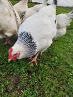Sussex (columbia) broedeieren groot || 100% bevrucht, Geslacht onbekend, Kip