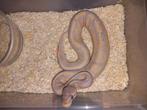 1.0 banana cinnamon yellowbelly nk25, Dieren en Toebehoren, Slang, Tam, 0 tot 2 jaar