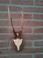Ree Gewei op houten schild no.02, Ophalen of Verzenden, Zo goed als nieuw, Hert, Gewei of Kop