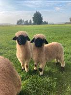 Walliser schwarznase ramlam stamboek zwoegervrij, Mannelijk, Schaap