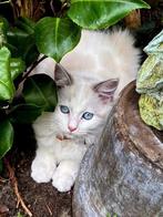 Ragdoll kittens te Koop, Dieren en Toebehoren, Katten en Kittens | Raskatten | Langhaar, Meerdere dieren, Ontwormd, 0 tot 2 jaar