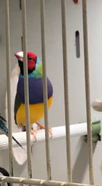 Mooie gould amadine man, Dieren en Toebehoren, Vogels | Overige Vogels, Mannelijk, Tropenvogel
