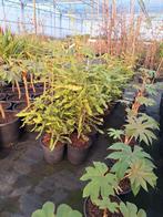 Macadamia integrifolia,  grote maten uitverkoop, Overige soorten, Zomer, Ophalen, Volle zon