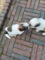 lieve ,leuke raszuivere shih tzu pups (5 december tip), Dieren en Toebehoren, Honden | Chihuahua's en Gezelschapshonden, Overige rassen