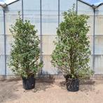 Ilex Meserveae Heckenfee, Overige soorten, 100 tot 250 cm, Ophalen, Volle zon