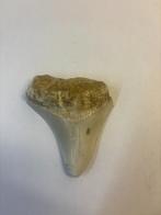 Megalodon Haaientand (3), Ophalen of Verzenden, Fossiel